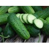 50 Boston Pickling Cucumber Seeds Heirloom Non GMO USA Harvested