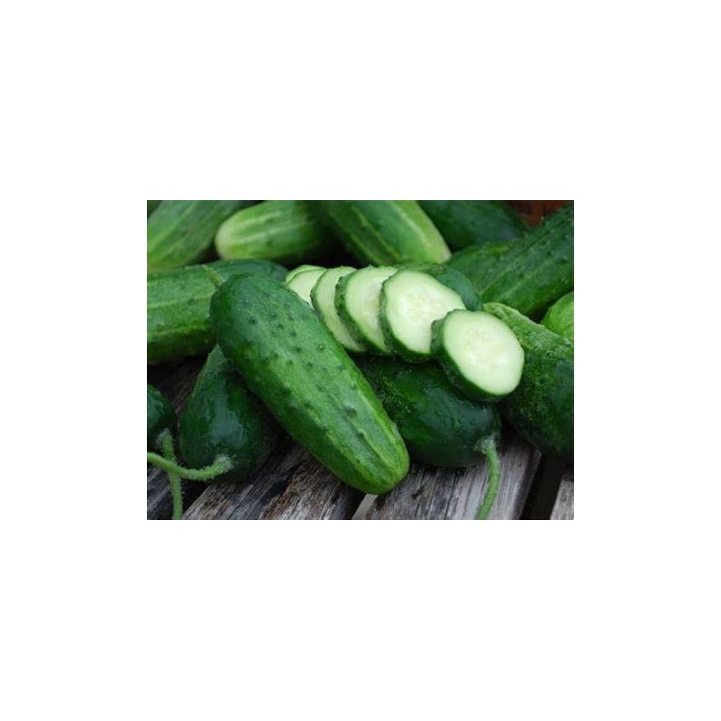 50 Boston Pickling Cucumber Seeds Heirloom Non GMO USA Harvested