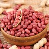 Seeds Spanish Peanut 10 Seeds to Grow Annual Warm-Season Plant