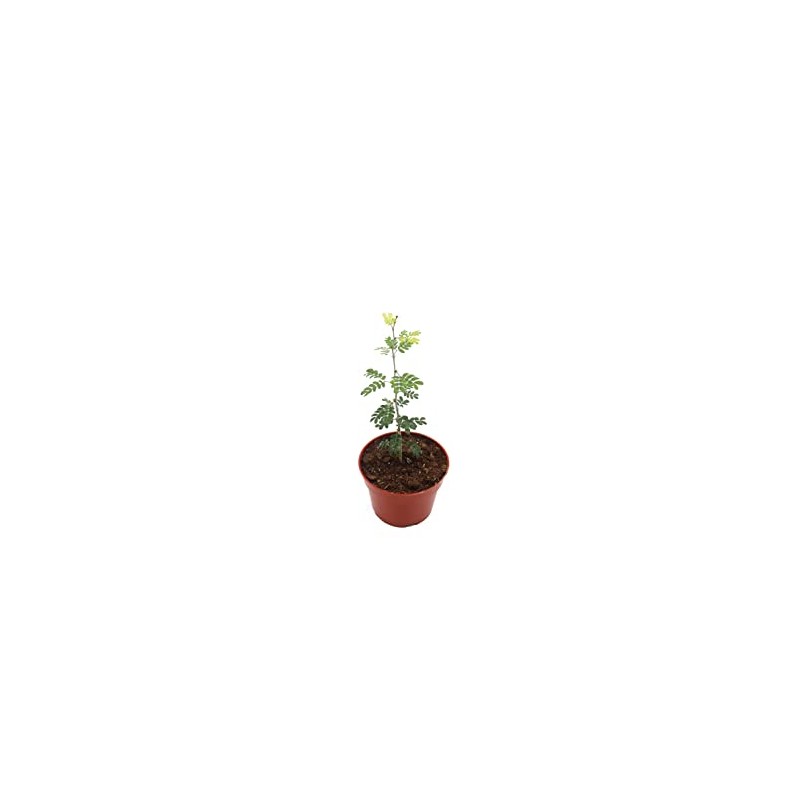 Texas Ebony - 4'' from California Tropicals