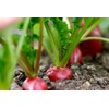 Soil Vigor® Fine Granules – Water-Storing Crystals for Strong Plant