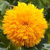 Seeds Sunflower Teddy Bear 20 Seeds for Planting Fluffy Sunflower