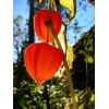 tree CHINESE LANTERN * PHYSALIS * ORANGE _RED LANTERN *
