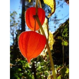 tree CHINESE LANTERN * PHYSALIS * ORANGE _RED LANTERN * EZ GROWER * DRIED ARRAINGEMEN