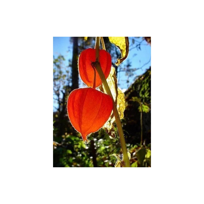 tree CHINESE LANTERN * PHYSALIS * ORANGE _RED LANTERN *
