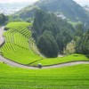 Hagiri JAS Organic Takayama Tea Yabukita Tea 80g Tea Leaf