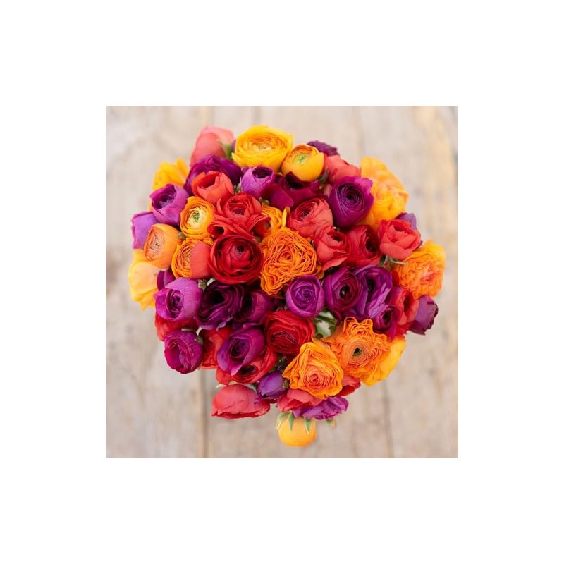 Eden Brothers Ranunculus Bulbs - Passion Mix