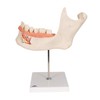 3B Scientific D25 6 Part Half Lower Jaw Model, 3