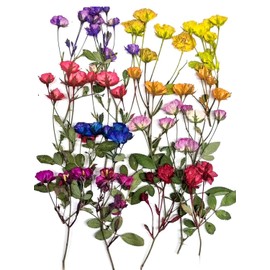 8 Types Real Dried Pressed Rose Flowers Plant Herbarium for Craft Resin Jewelry Making (Mini Rose)