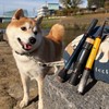 Tailwalk S41L-T Outback Puppy
