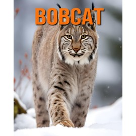 Bobcat: Fun and Fascinating Facts and Pictures About Bobcat