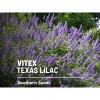 Southern Seeds Vitex, Chaste Tree (Texas Lilac) - 20 Seeds