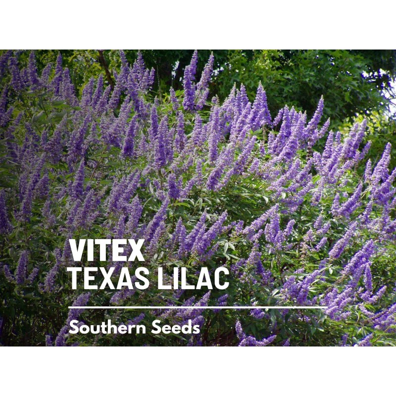 Southern Seeds Vitex, Chaste Tree (Texas Lilac) - 20 Seeds