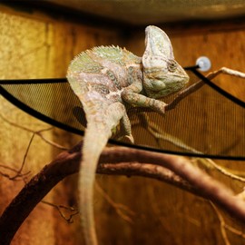 GEGURI Bearded Dragon Hammock Reptile Breathable Mesh Bed for Lizard Leopard Gecko Chameleon Snakes