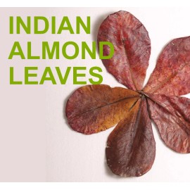 Unbranded Indian almond leaves Dried catappa,ketapa - 3Pack-45