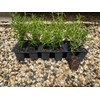 12 Rosemary Plants, Rosmarinus Officinalis 'Prostratus', Thriving in 2.5" Nursery
