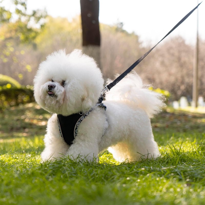 Dog Harness & Leash Set - No Pull Soft Breathable