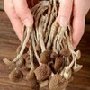 250g/bag Chinese Herbal Agrocybe Cylindracea New Ecology Dried Tea Tree