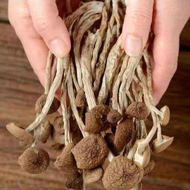 250g/bag Chinese Herbal Agrocybe Cylindracea New Ecology Dried Tea Tree Mushroom