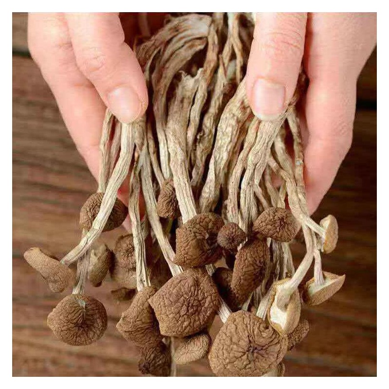 250g/bag Chinese Herbal Agrocybe Cylindracea New Ecology Dried Tea Tree