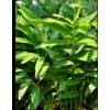 A&W Organic Dried slice Indonesian Galangal 2 oz