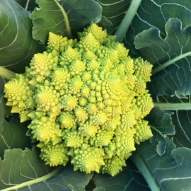 TomorrowSeeds - Romanesco Cauliflower Seeds - 3000+ Count - for 2026 Planting Brassica oleracea VAR. botrytis Roman Broccoli Broccoflower Green Broccolo Non-GMO Grow Your Own Home Farm Patio Healthy