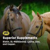 Majesty's Biotin Wafers - Superior Horse / Equine Hoof and