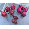 ORGANICO DRAGON FRUIT CUTTINGS 8-14 Inches check the description