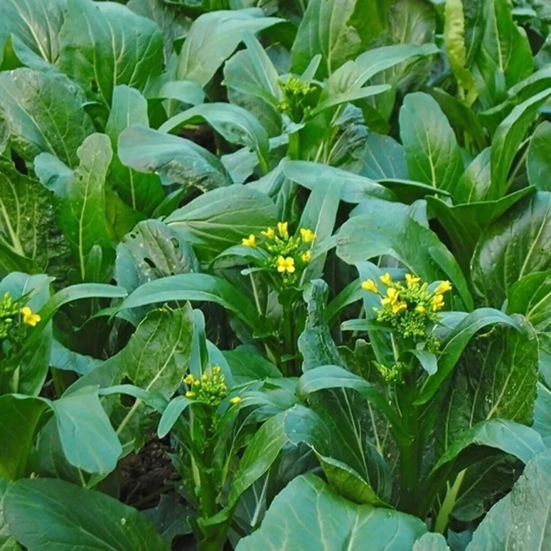 Fairy7Seas Seeds Asian Yu Choy / Choi Sum / Choy