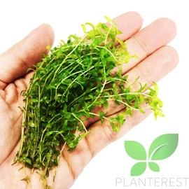 Planterest – Micranthemum Micranthemoides Pearweed Bunch Carpet Live Aquarium Plant Decorations BUY2GET1FREE