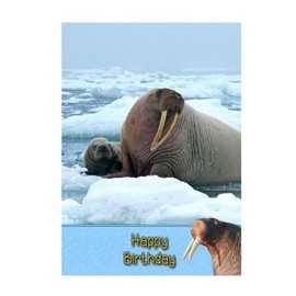 Walrus Birthday Card