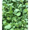 Roots 10 Watercress With Roots Live Plant Aquarium Vegetables Ready