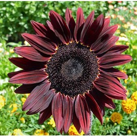 UtopiaSeeds Chocolate Cherry Sunflower Seeds - Beautiful Deep Red Sunflower