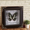 Real Butterfly Framed Handmade, Real Butterfly Specimen Shadow Box Collection,