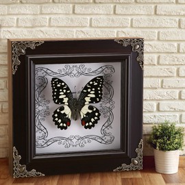 Real Butterfly Framed Handmade, Real Butterfly Specimen Shadow Box Collection, Framed Butterfly Taxidermy for Wall Art Decoration (I_Dharma Phoenix Butterfly)