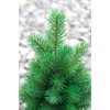 Mini Christmas Tree 33 cm Very Real Looking