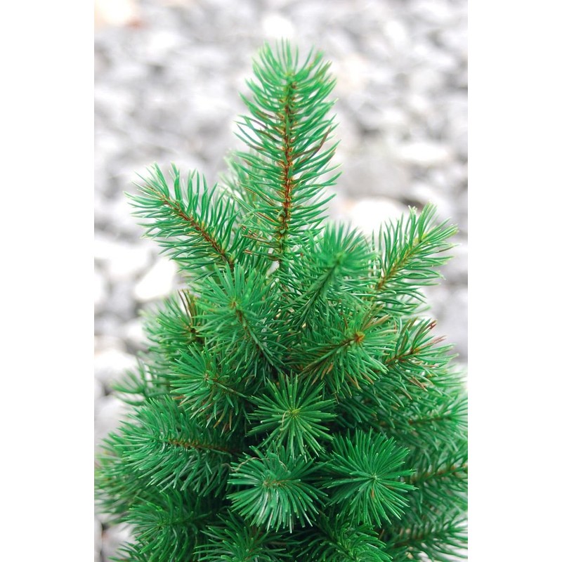 Mini Christmas Tree 33 cm Very Real Looking