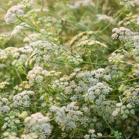 Outsidepride 1000 Seeds Annual Cumin Herb Garden Seed for Planting