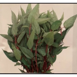 Rang dong 2000 Red Jute seeds; Molokhia; Rau Đay Đỏ; Egyptian Spinach