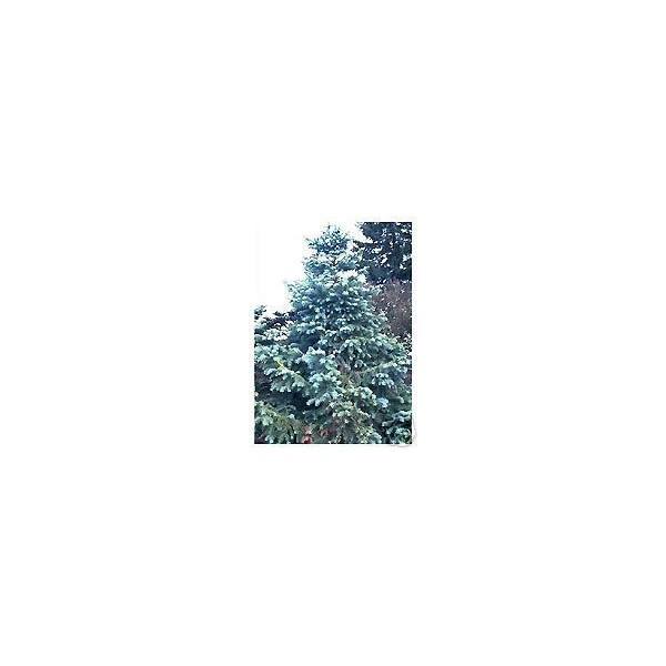 Cunninghamia lanceolata GLAUCA Blue China-Fir SEEDS!