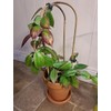 20 Pack Bamboo Trellis U-Hoop for Potted Plants - 16