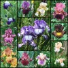 Random Okie Farms Fresh Sprouted Mixed BEARDED IRIS RHIZOME Bulbs