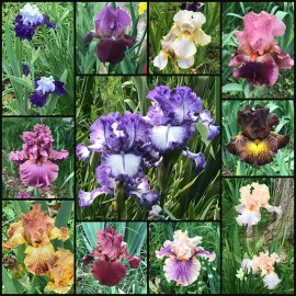 Random Okie Farms Fresh Sprouted Mixed BEARDED IRIS RHIZOME Bulbs (Choose your size) - Item Package Quantity: 25