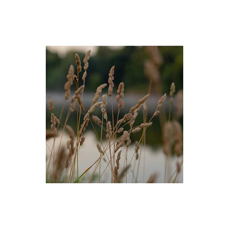 Everwilde Farms - 1000 Brown Fox Sedge Native Grass Seeds