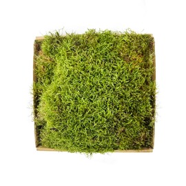 FAICOIA Preserved Moss for Crafts Potted Plants 2 sq.ft. Dried Natural Preserved Moss Mat Green Moss for Planters Crafts Woodland Decor Garden Party Decorations Wall Art DIY Project Green