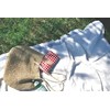 Hyundai Department Store Piatto Leisure Sheet GR Gingham Check A560GR