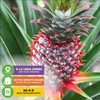 Wellspring Gardens Florida Special Pineapple - Ananas comosus - Live