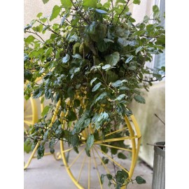 Plantko Organic  Swedish Ivy  12 Cuttings $19.99 Houseplant