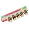 Dental Teeth Model Ceramic Clear Structure Oral Care Educational Periodontal