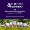 Host Defense MycoBrew Matcha Drink Mix with Lion's Mane Mushroom